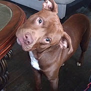 Aladdin joined the competition — help win amazing prizes! animal, brown_dog, canine, companion, couch, curious, dog, domestic, ears, eyes, floor, furniture, head_tilt, household, indoor, pet, standing, table, white_patch, wooden_floor