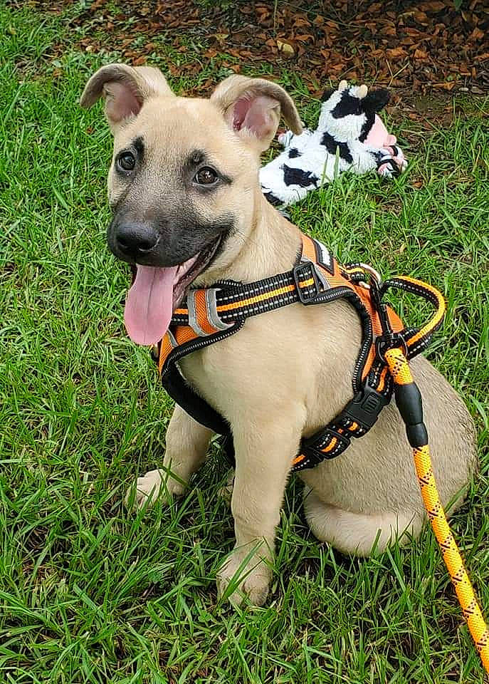 Roo is registered to the contest to win money with this photo: canidae, carnivore, collar, dog, dog_breed, dog_collar, fawn, grass, leash, mammal, non_sporting_group, pit_bull, plant, puppy, rare_breed_dog, snout, vertebrate
