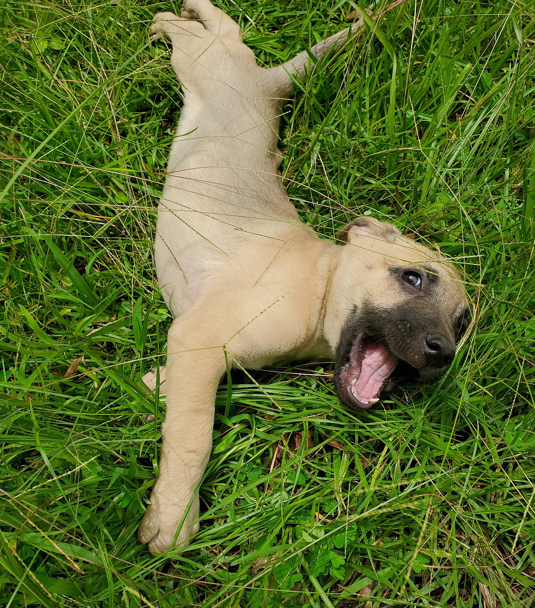 Roo joined the competition — help win amazing prizes! canidae, carnivore, dog_breed, fawn, grass, plant, pug, puppy, snout, tail, vertebrate