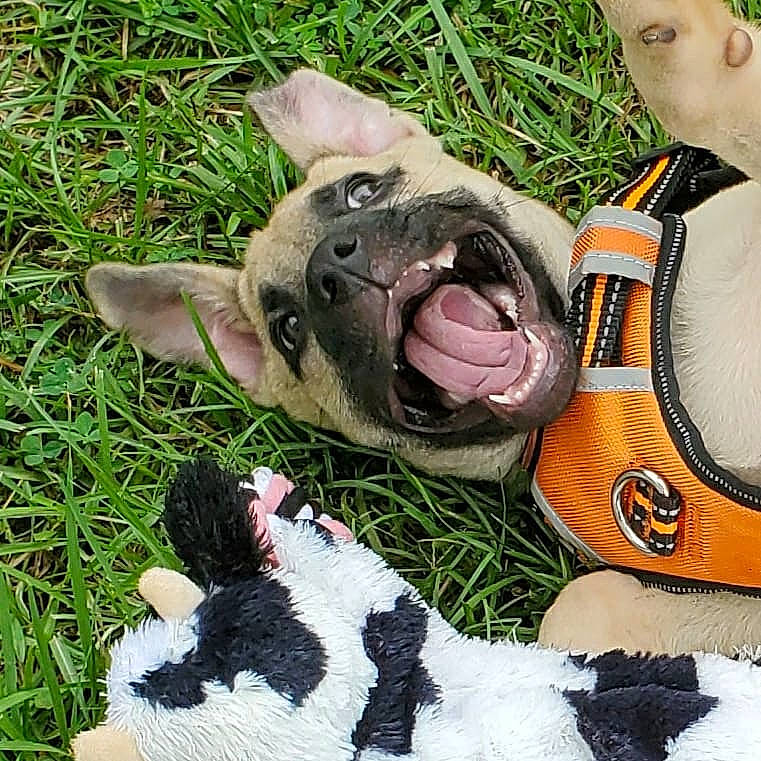Roo joined the competition — help win amazing prizes! american_staffordshire_terrier, boston_terrier, bulldog, canidae, carnivore, dog, dog_breed, fawn, french_bulldog, grass, non_sporting_group, nose, puppy