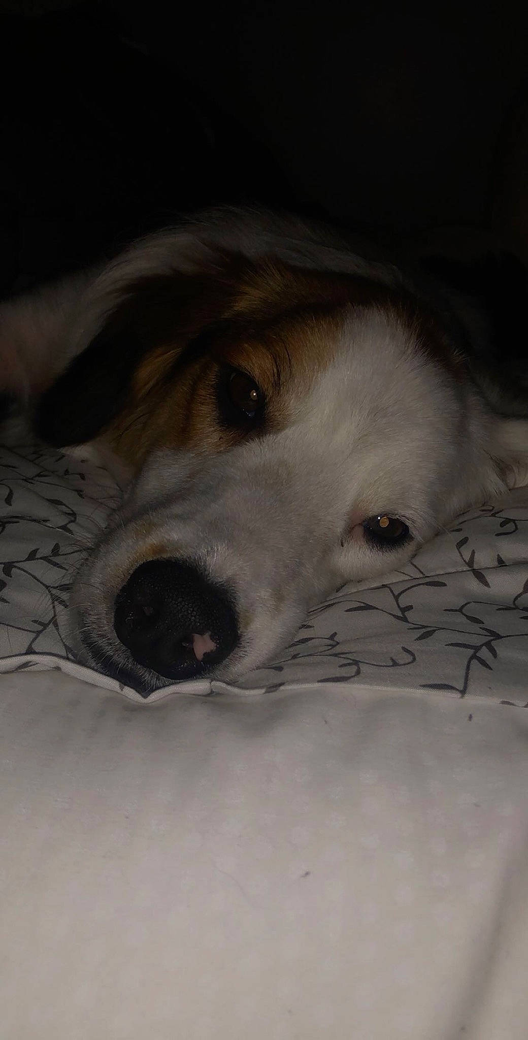 Zazu is registered to the contest to win money with this photo: bored, canidae, carnivore, comfort, companion_dog, dog, dog_breed, ear, fur, monochrome_photography, paw, snout, snow, sporting_group, whiskers, working_animal