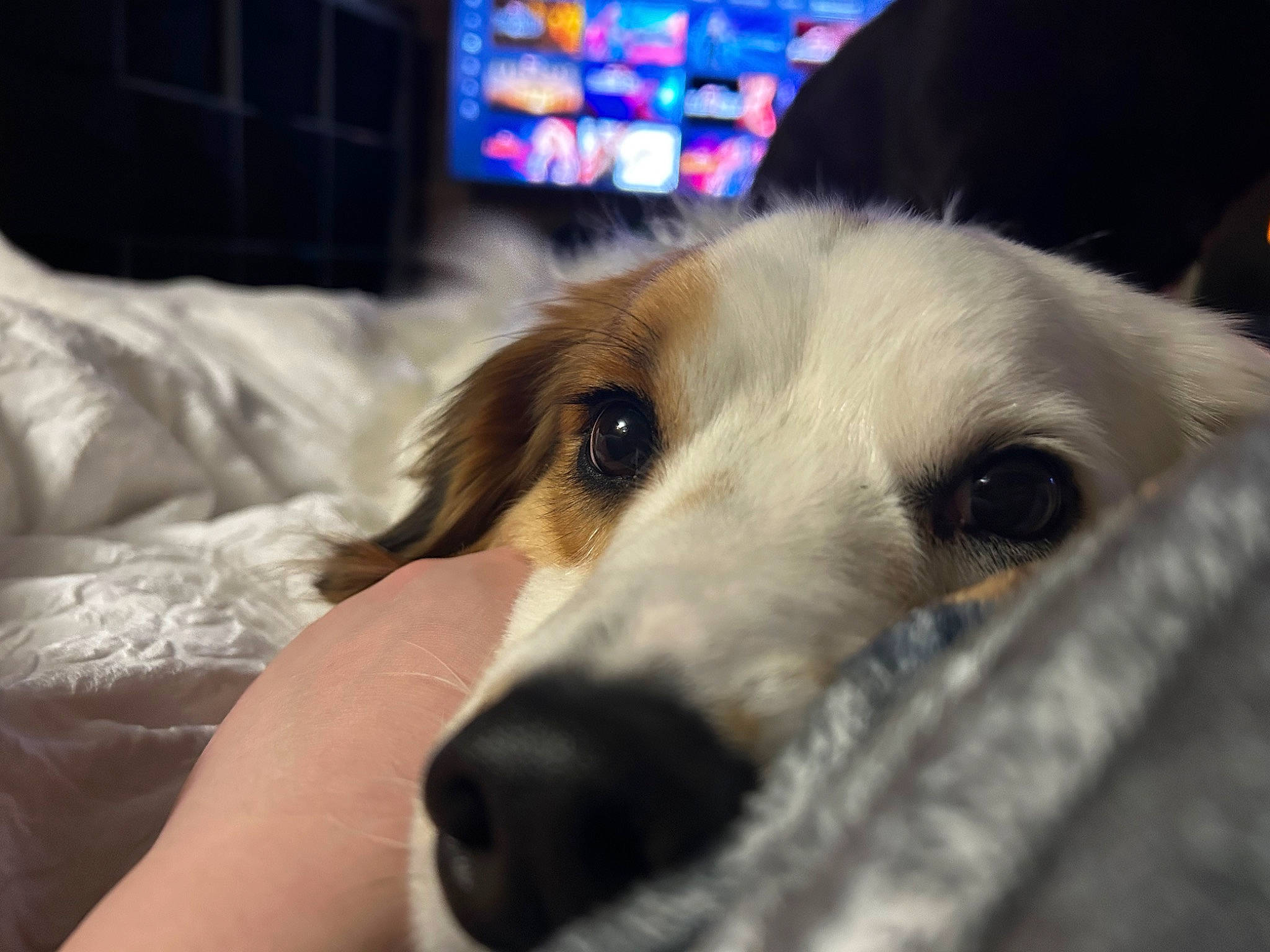 Zazu joined the competition — help win amazing prizes! aircraft, borzoi, canidae, carnivore, comfort, companion_dog, couch, dog, dog_breed, fur, metal, snout, sporting_group, whiskers