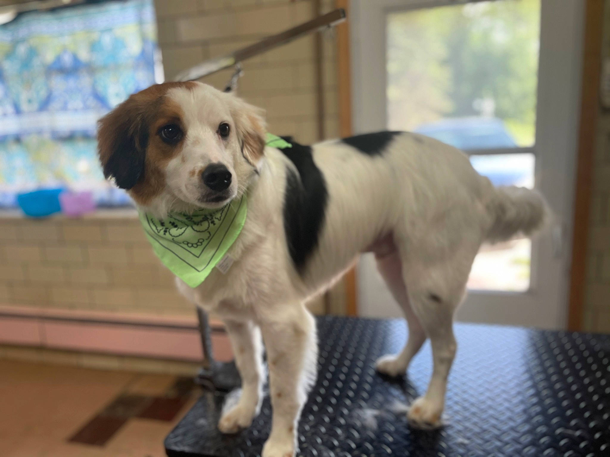 Zazu joined the competition — help win amazing prizes! beagle, canidae, carnivore, collar, companion_dog, dog, dog_breed, dog_supply, fawn, flooring, fur, leash, paw, pet_supply, snout, sporting_group, street_dog, tail, whiskers, working_dog