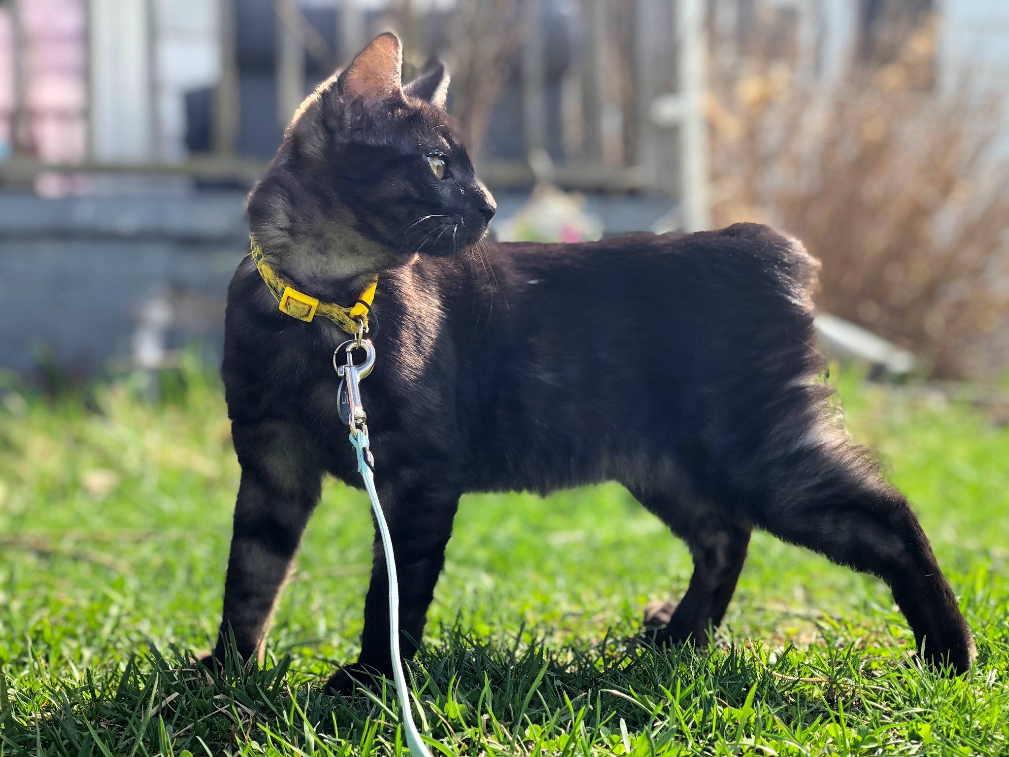 Dobby is registered to the contest to win money with this photo: canidae, carnivore, collar, companion_dog, dog, dog_breed, dog_collar, fawn, felidae, grass, grassland, guard_dog, plant, snout, sporting_group, tail, terrestrial_animal, whiskers, working_animal, working_dog