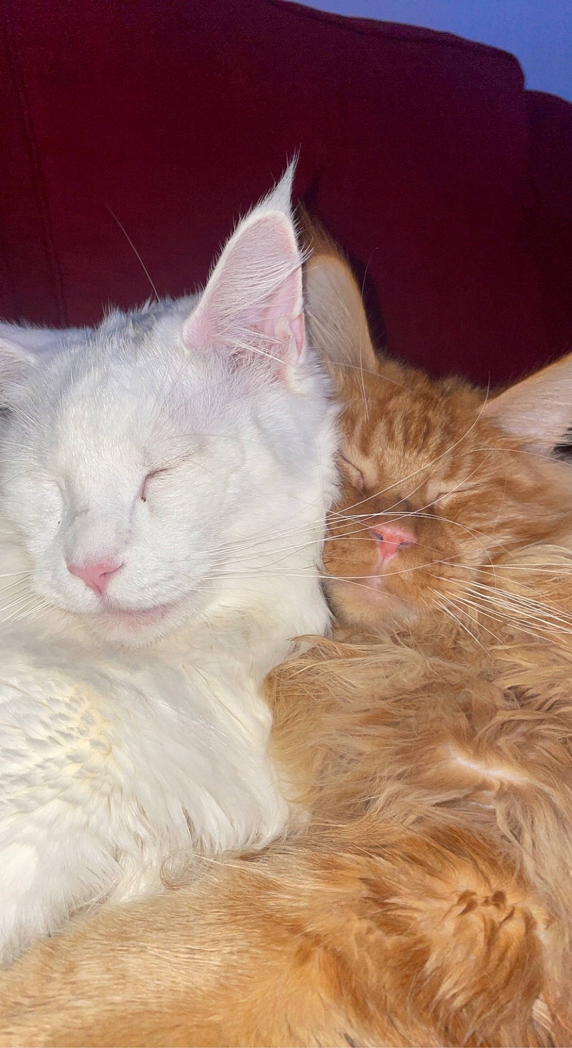 Fakir a rejoint le concours — aidez-le/la à gagner de superbes lots ! carnivore, cat, claw, comfort, domestic_short_haired_cat, ear, fawn, felidae, fur, nap, paw, sleep, small_to_medium_sized_cats, snout, tail, terrestrial_animal, whiskers