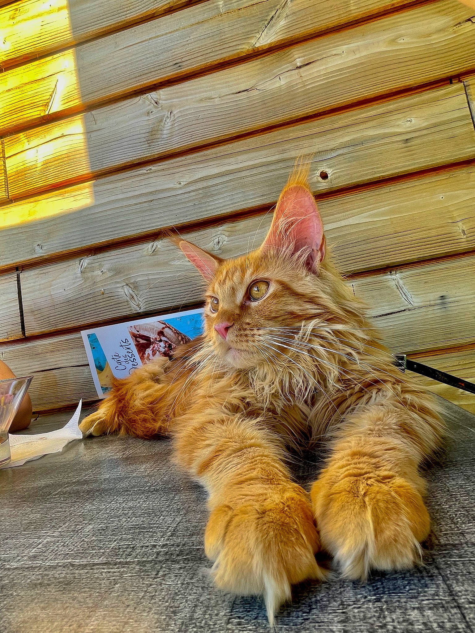 Fakir participe au concours pour gagner de l'argent avec cette photo : carnivore, cat, claw, domestic_short_haired_cat, fawn, felidae, flooring, fur, paw, road_surface, sitting, small_to_medium_sized_cats, snout, street, tail, terrestrial_animal, whiskers, window, wood