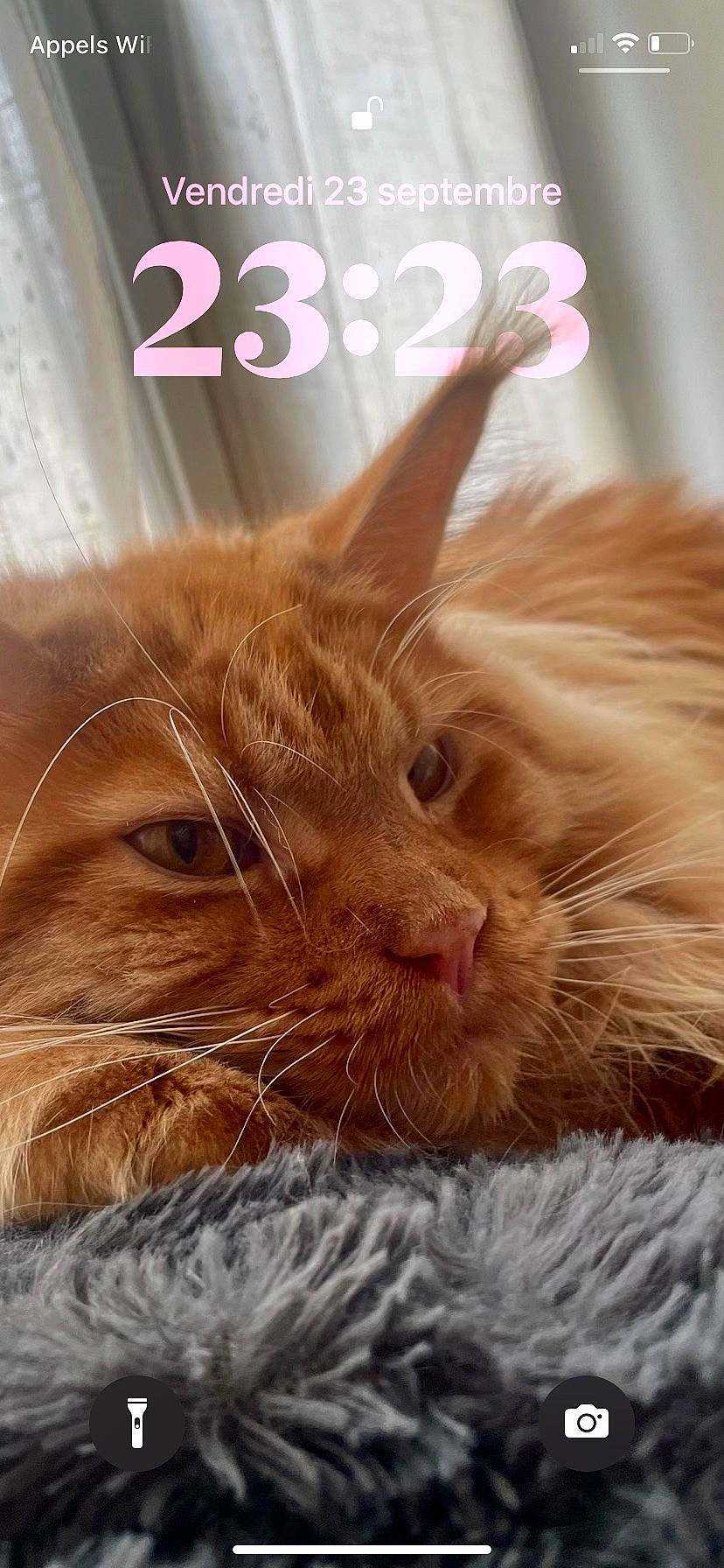 Fakir participe au concours pour gagner de l'argent avec cette photo : carnivore, cat, claw, comfort, domestic_short_haired_cat, ear, eye, fawn, felidae, fur, gesture, happy, nap, paw, photo_caption, small_to_medium_sized_cats, snout, whiskers, wildlife, wood