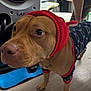 Sonny Boy is registered to the contest to win money with this photo: animal_portrait, apparel, blurred_background, brown_dog, canine, close_up, companion, curious, dog, domestic_animal, ears_covered, floor, four_legs, household_items, indoor, knitted_head_covering, looking_away, pet, standing, sweater