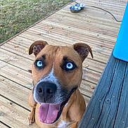 Sanka a rejoint le concours — aidez-le/la à gagner de superbes lots ! dog, blue_eyes, tongue_out, wooden_deck, metal_bowls, outdoor, pet, happy, canine, brown_fur, white_markings, smiling, ears_up, close_up, looking_up, daylight, grass, cooler, wood, friendly