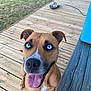 dog, blue_eyes, tongue_out, wooden_deck, metal_bowls, outdoor, pet, happy, canine, brown_fur, white_markings, smiling, ears_up, close_up, looking_up, daylight, grass, cooler, wood, friendly
