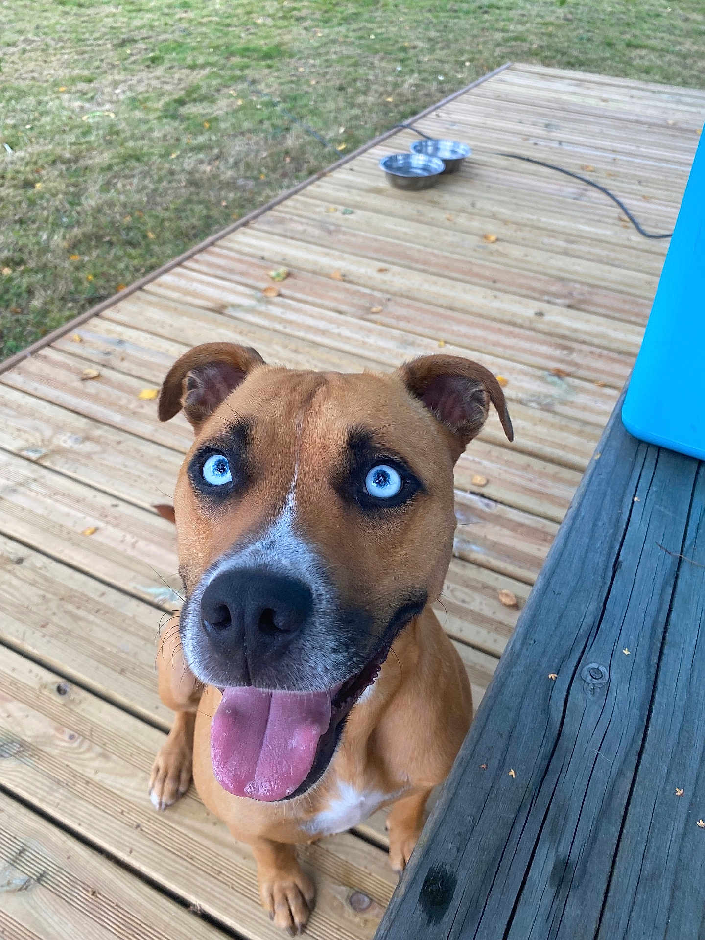Sanka a rejoint le concours — aidez-le/la à gagner de superbes lots ! dog, blue_eyes, tongue_out, wooden_deck, metal_bowls, outdoor, pet, happy, canine, brown_fur, white_markings, smiling, ears_up, close_up, looking_up, daylight, grass, cooler, wood, friendly
