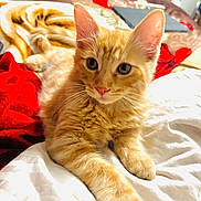 Zeus is registered to the contest to win money with this photo: kitten, cat, orange_tabby, pet, animal, feline, bed, blanket, white_sheet, indoor, cute, fur, ears, whiskers, lying_down, relaxed, curious, young, close_up, domestic_cat