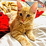kitten, cat, orange_tabby, pet, animal, feline, bed, blanket, white_sheet, indoor, cute, fur, ears, whiskers, lying_down, relaxed, curious, young, close_up, domestic_cat