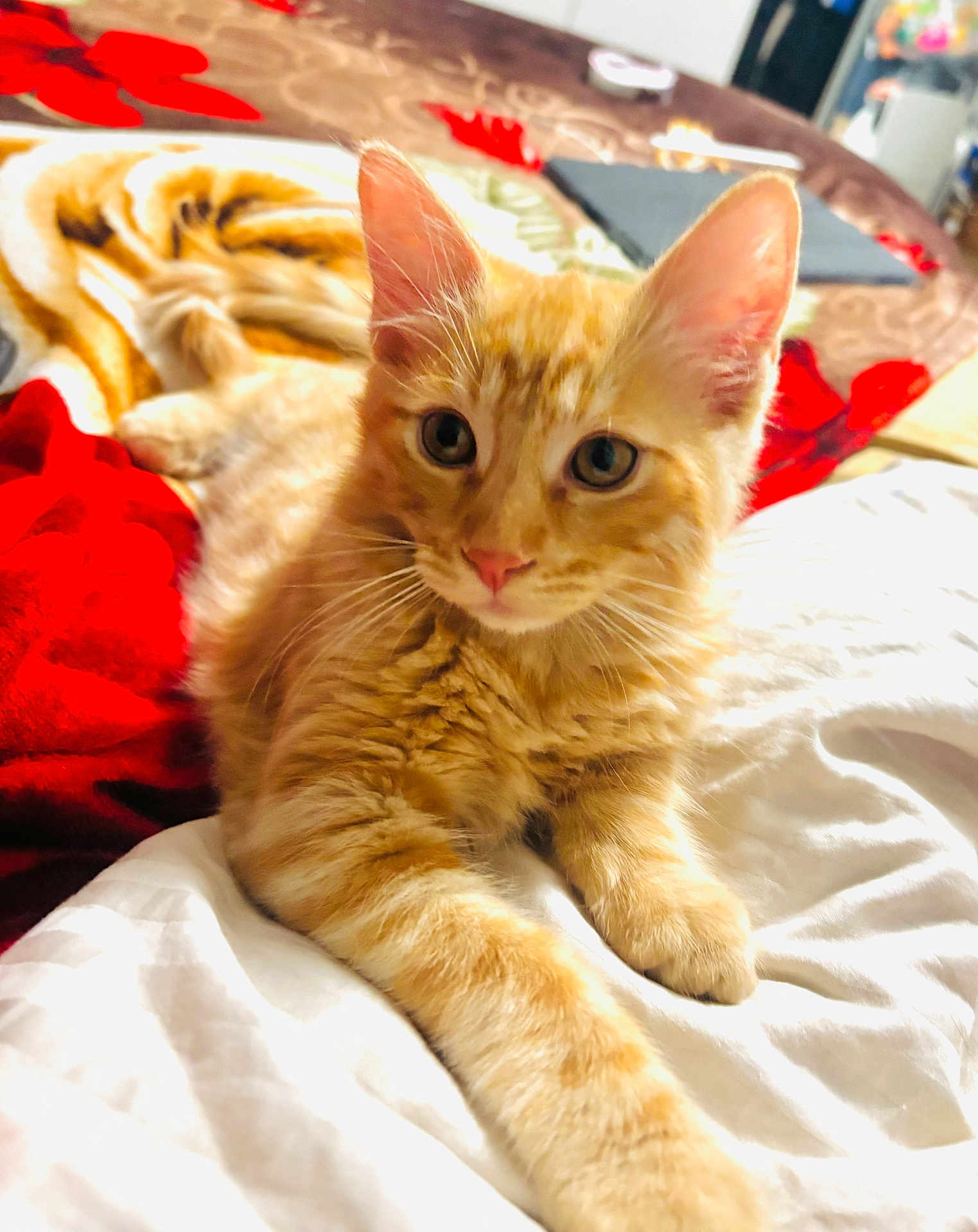 Zeus