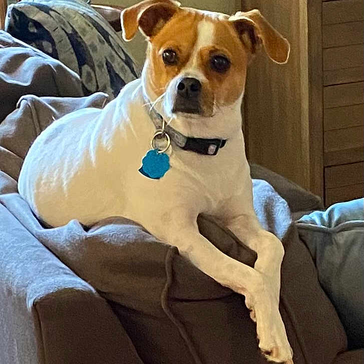 Junebug