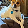 Junebug is registered to the contest to win money with this photo: animal, brown_and_white, canine, collar, comfortable, companionship, couch, crossed_legs, dog, domestic_animal, ears, fur, furniture, indoor, living_room, pet, relaxed, resting, snout, tag