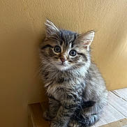 Craquotte a rejoint le concours — aidez-le/la à gagner de superbes lots ! adorable, animal, box, cat, curious, cute, eyes, feline, fluffy, fur, indoor, kitten, pet, portrait, sitting, small, soft, tabby, whiskers, young