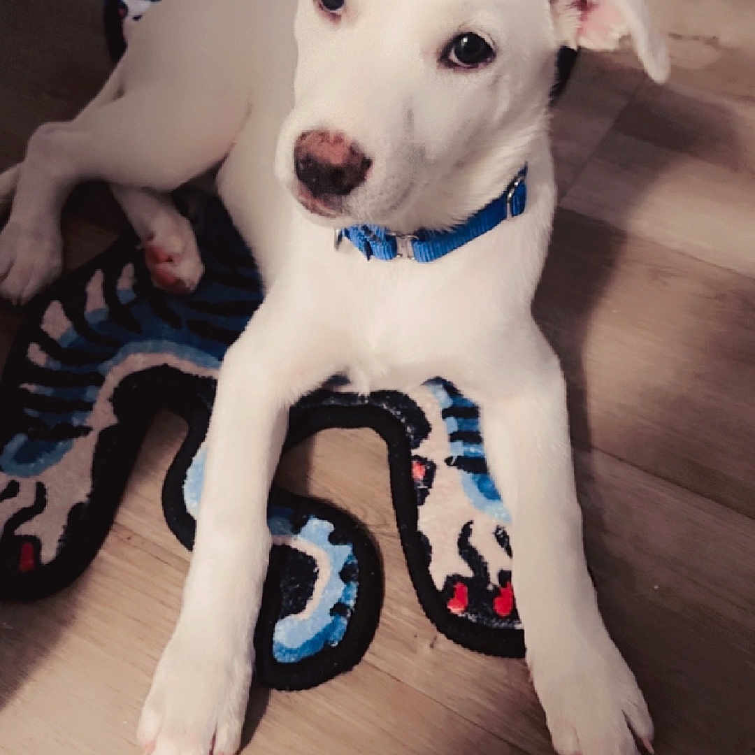 Skyler is registered to the contest to win money with this photo: accessories, animal, boxer, bulldog, canine, dog, hardwood, homedecor, hound, husky, indoors, interiordesign, labradorretriever, pet, pitbull, pointer, puppy, strap, whitedog, wood