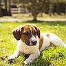 puppy, dog, grass, outdoor, sunlight, brown_and_white, lying_down, pet, nature, young_dog, canine, animal, summer, daytime, greenery, park, small_dog, cute, relaxed, fur