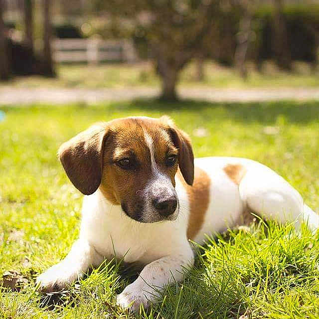 Juna a rejoint le concours — aidez-le/la à gagner de superbes lots ! puppy, dog, grass, outdoor, sunlight, brown_and_white, lying_down, pet, nature, young_dog, canine, animal, summer, daytime, greenery, park, small_dog, cute, relaxed, fur