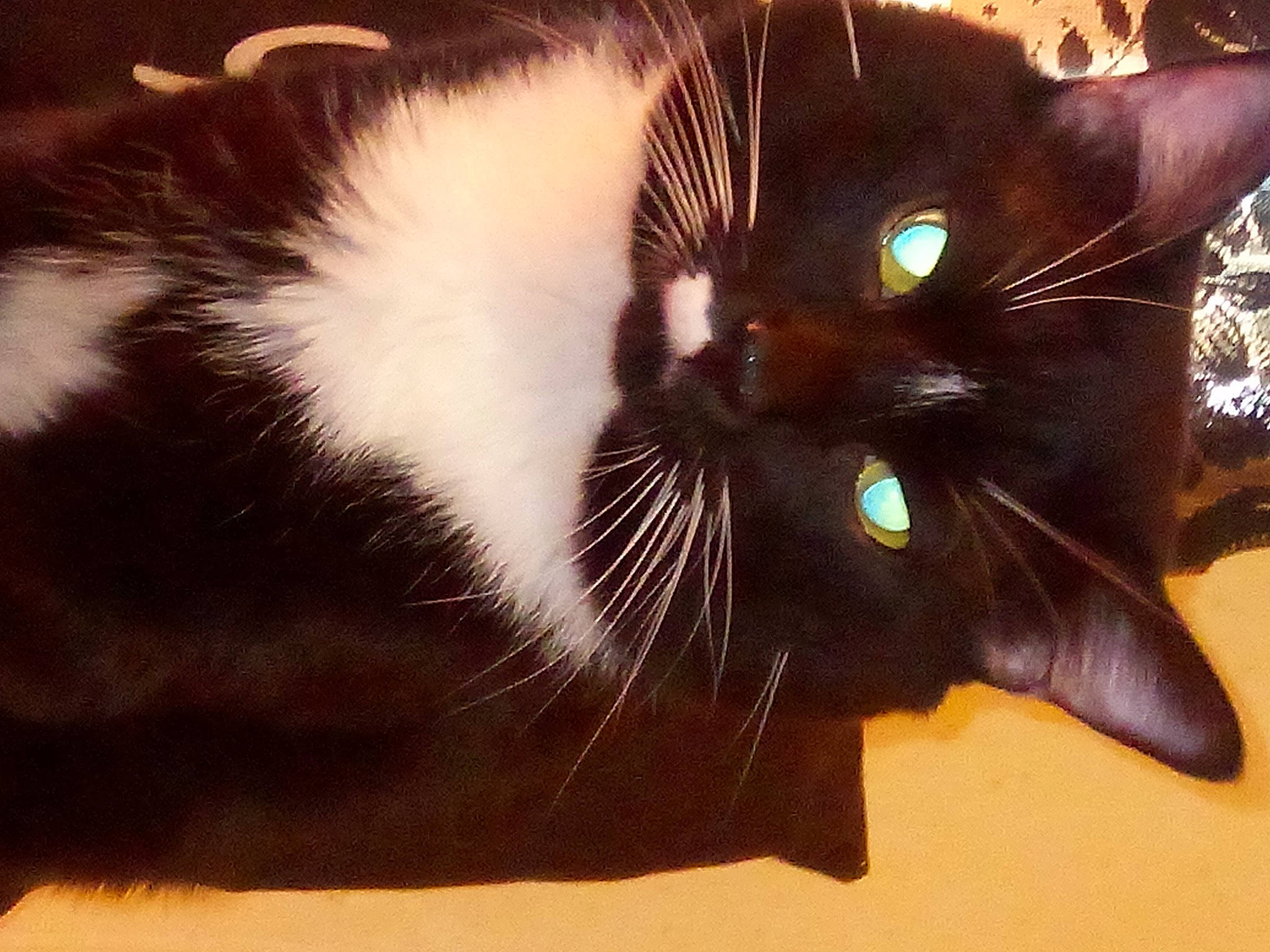 Oliver joined the competition — help win amazing prizes! black_cat, carnivore, cat, claw, domestic_short_haired_cat, ear, felidae, fur, paw, small_to_medium_sized_cats, snout, tail, whiskers