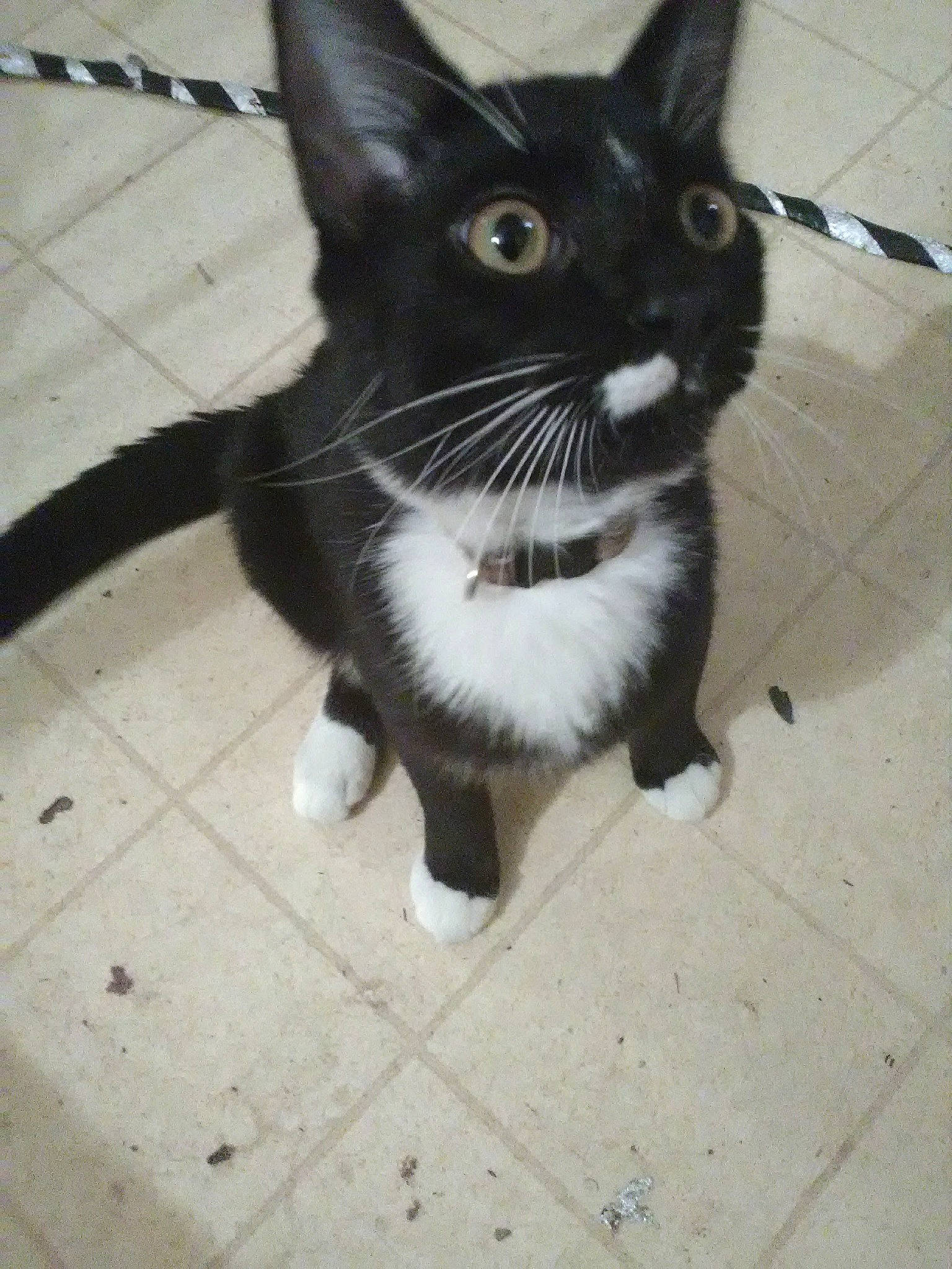 Oliver joined the competition — help win amazing prizes! carnivore, cat, claw, domestic_short_haired_cat, felidae, flooring, foot, fur, hardwood, paw, small_to_medium_sized_cats, snout, tail, terrestrial_animal, tile_flooring, whiskers, window