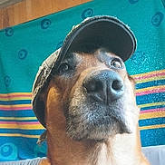 Rex a rejoint le concours — aidez-le/la à gagner de superbes lots ! dog, close_up, hat, cap, brown_dog, indoor, fabric, striped_background, wooden_wall, portrait, animal, pet, canine, headwear, looking_up, casual, colorful_background, texture, chain_collar, serious_expression