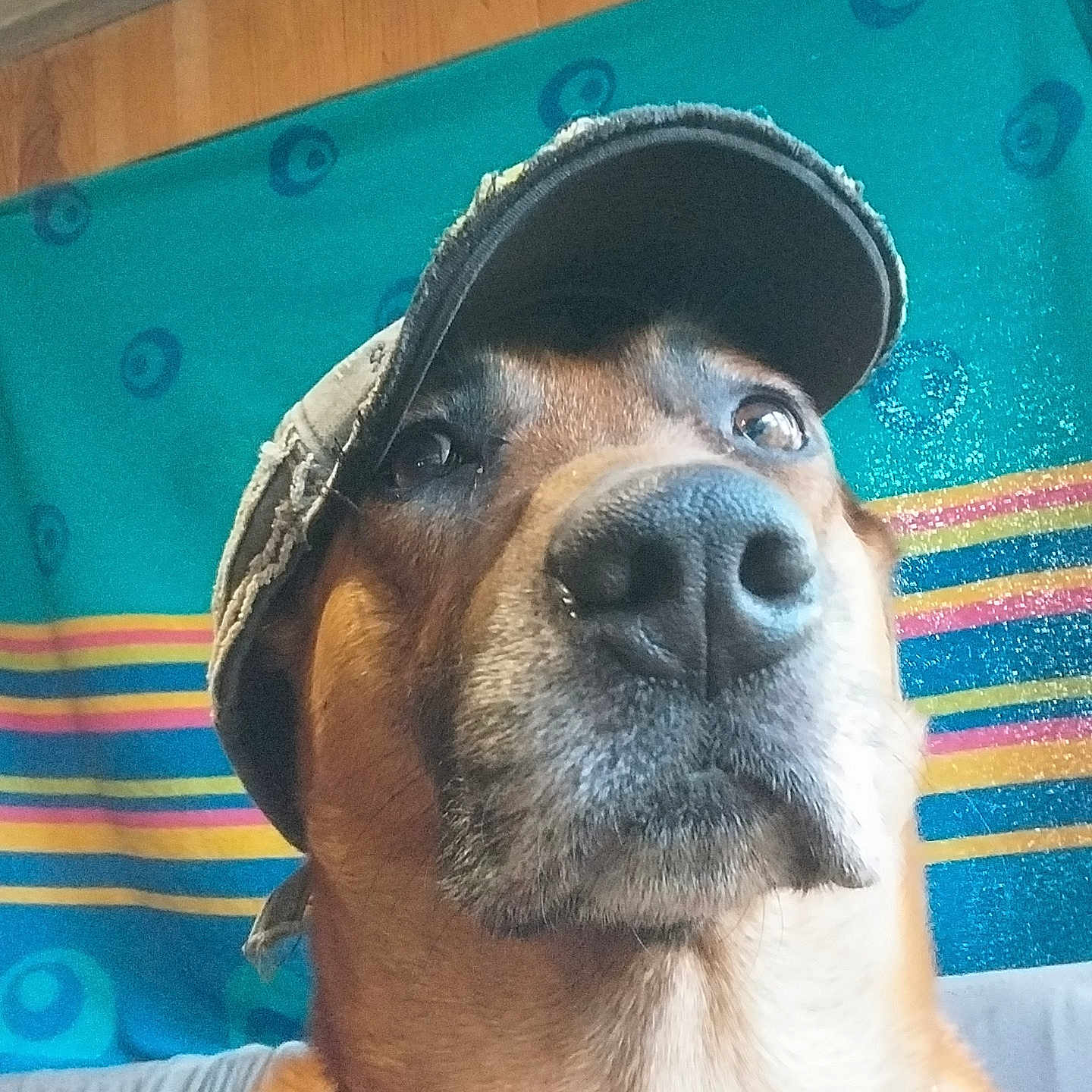 Rex a rejoint le concours — aidez-le/la à gagner de superbes lots ! dog, close_up, hat, cap, brown_dog, indoor, fabric, striped_background, wooden_wall, portrait, animal, pet, canine, headwear, looking_up, casual, colorful_background, texture, chain_collar, serious_expression