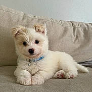 Benjamin is registered to the contest to win money with this photo: animal, blue_collar, collar, couch, cute, dog, domestic, face, fluffy, fur, indoor, lying_down, paw, pet, puppy, relaxed, small_dog, sofa, white, young