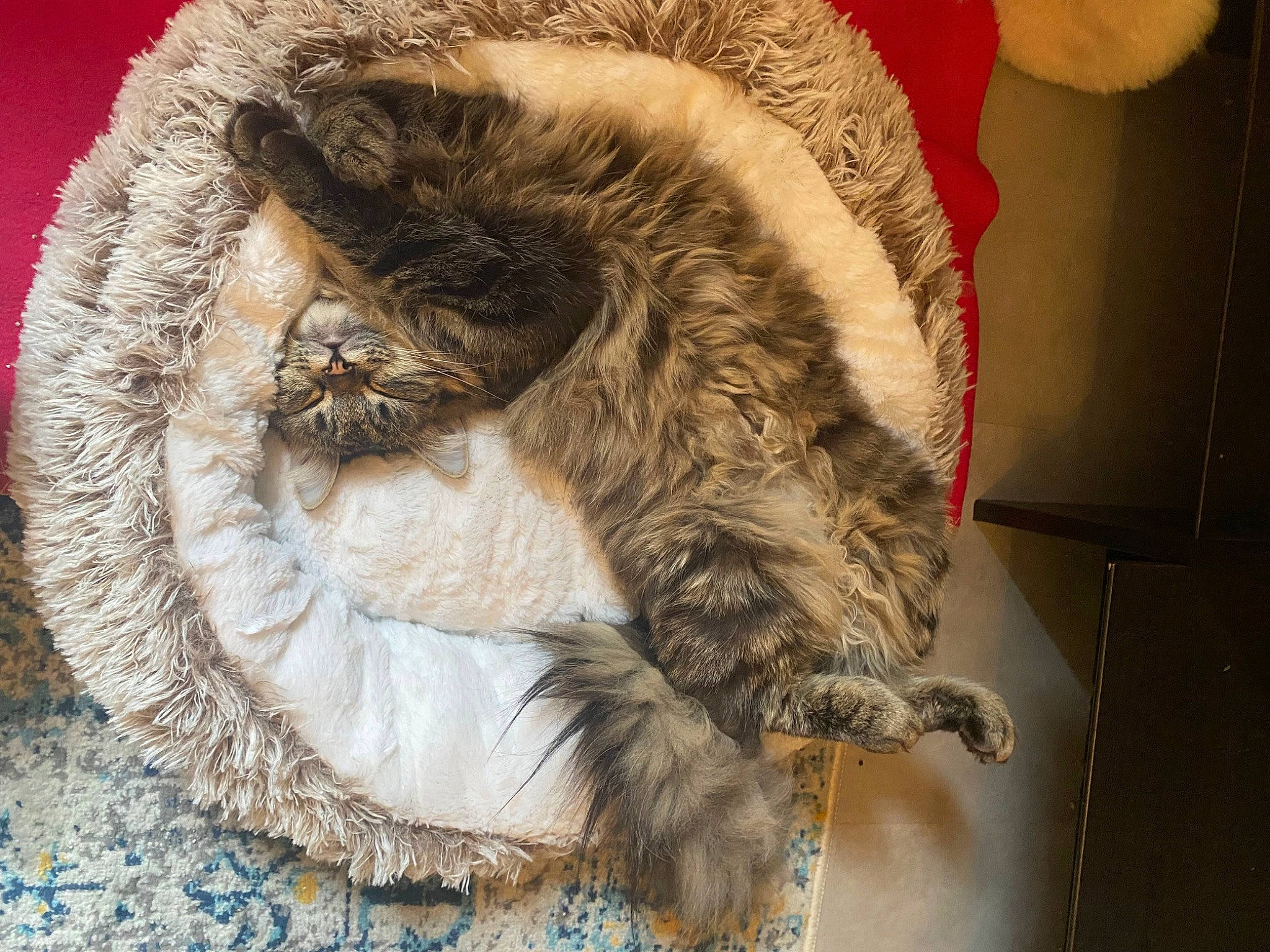 Cleo a rejoint le concours — aidez-le/la à gagner de superbes lots ! carnivore, cat, cat_bed, claw, comfort, domestic_short_haired_cat, fawn, feather, felidae, fur, fur_clothing, nap, natural_material, pattern, paw, sleep, small_to_medium_sized_cats, tail, whiskers