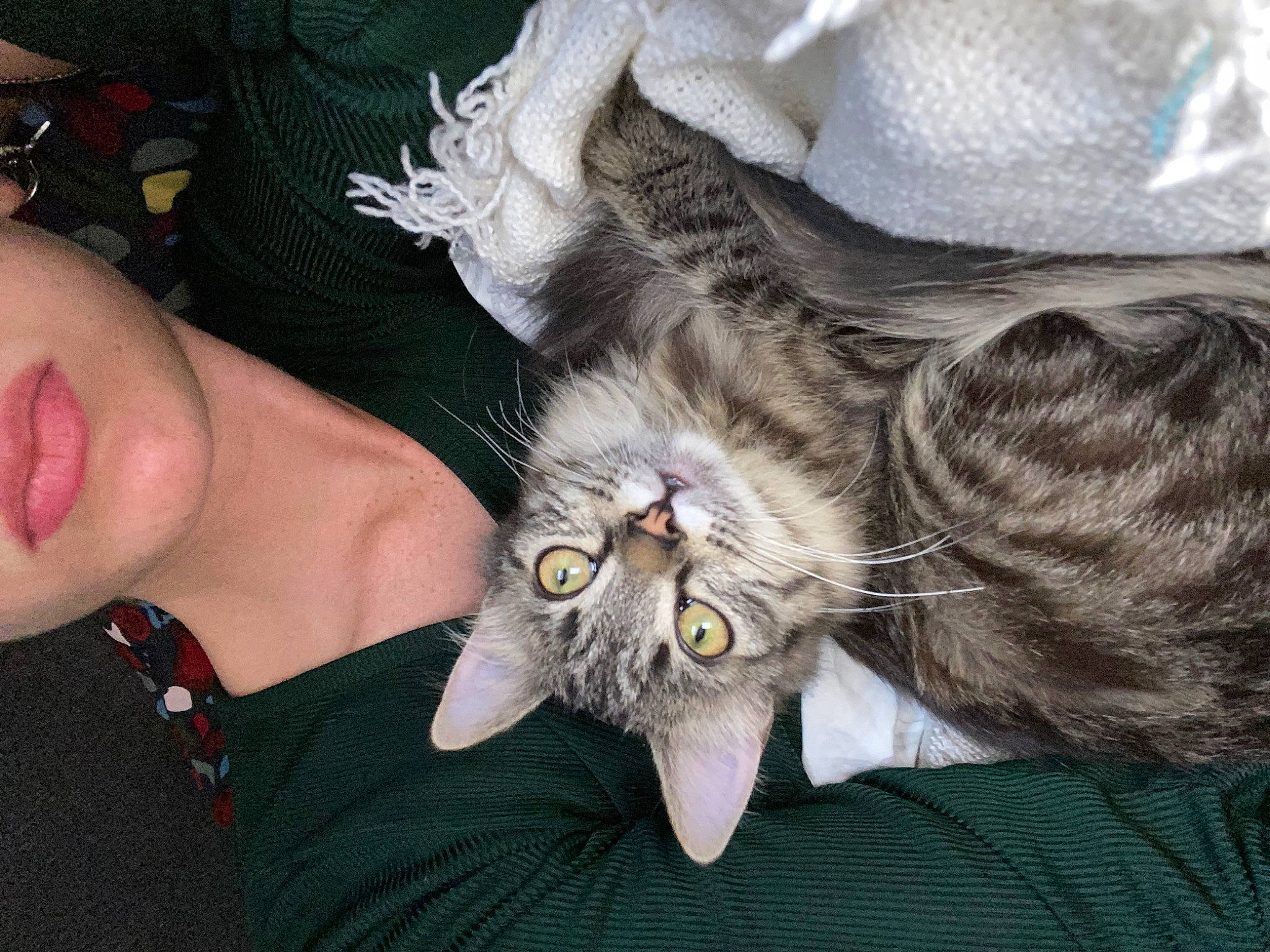 Cleo participe au concours pour gagner de l'argent avec cette photo : beard, carnivore, cat, claw, comfort, domestic_short_haired_cat, ear, eyewear, felidae, fun, fur, glasses, jaw, lap, mammal, paw, small_to_medium_sized_cats, snout, vertebrate, whiskers