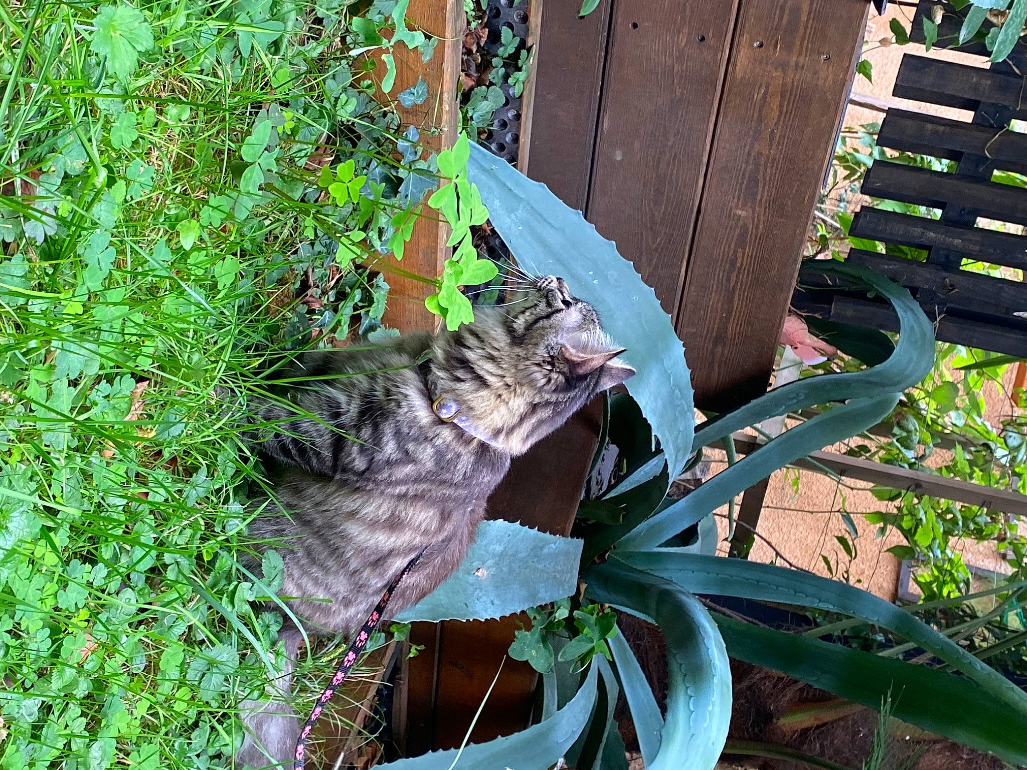 Cleo participe au concours pour gagner de l'argent avec cette photo : annual_plant, flowering_plant, garden, grass, grass_family, groundcover, herb, herbaceous_plant, natural_material, outdoor_furniture, perennial_plant, plant, plant_stem, soil, terrestrial_plant, vascular_plant, wood