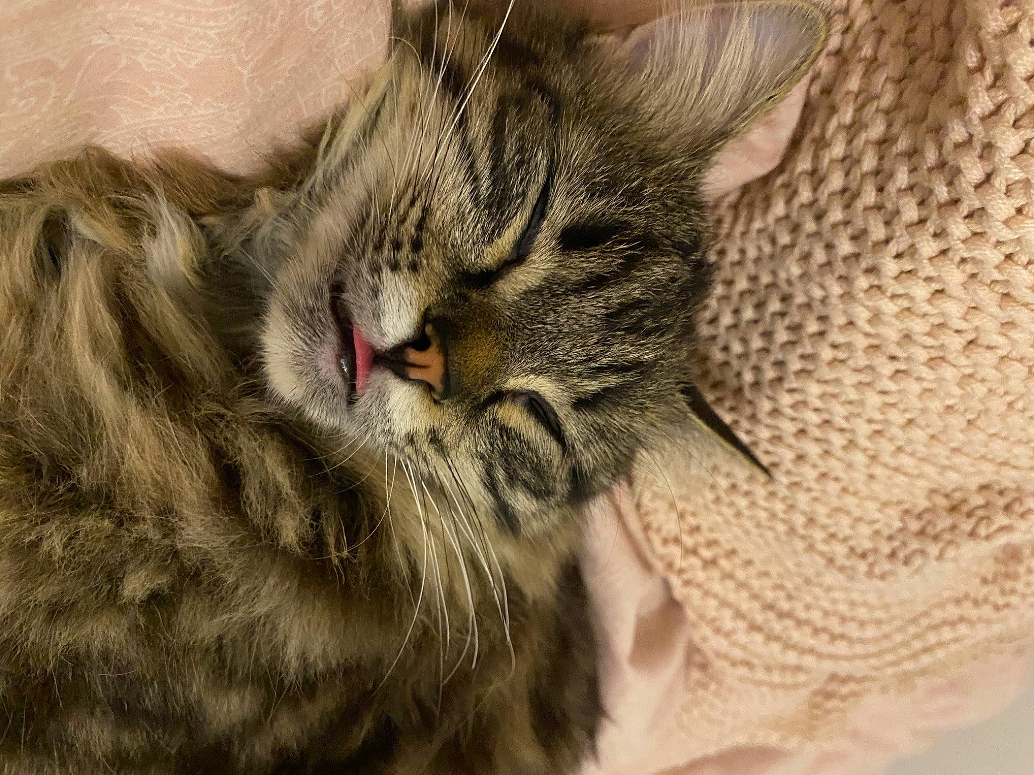 Cleo a rejoint le concours — aidez-le/la à gagner de superbes lots ! carnivore, cat, claw, comfort, domestic_short_haired_cat, felidae, fur, nap, paw, sleep, small_to_medium_sized_cats, snout, terrestrial_animal, whiskers, wildlife, woven_fabric