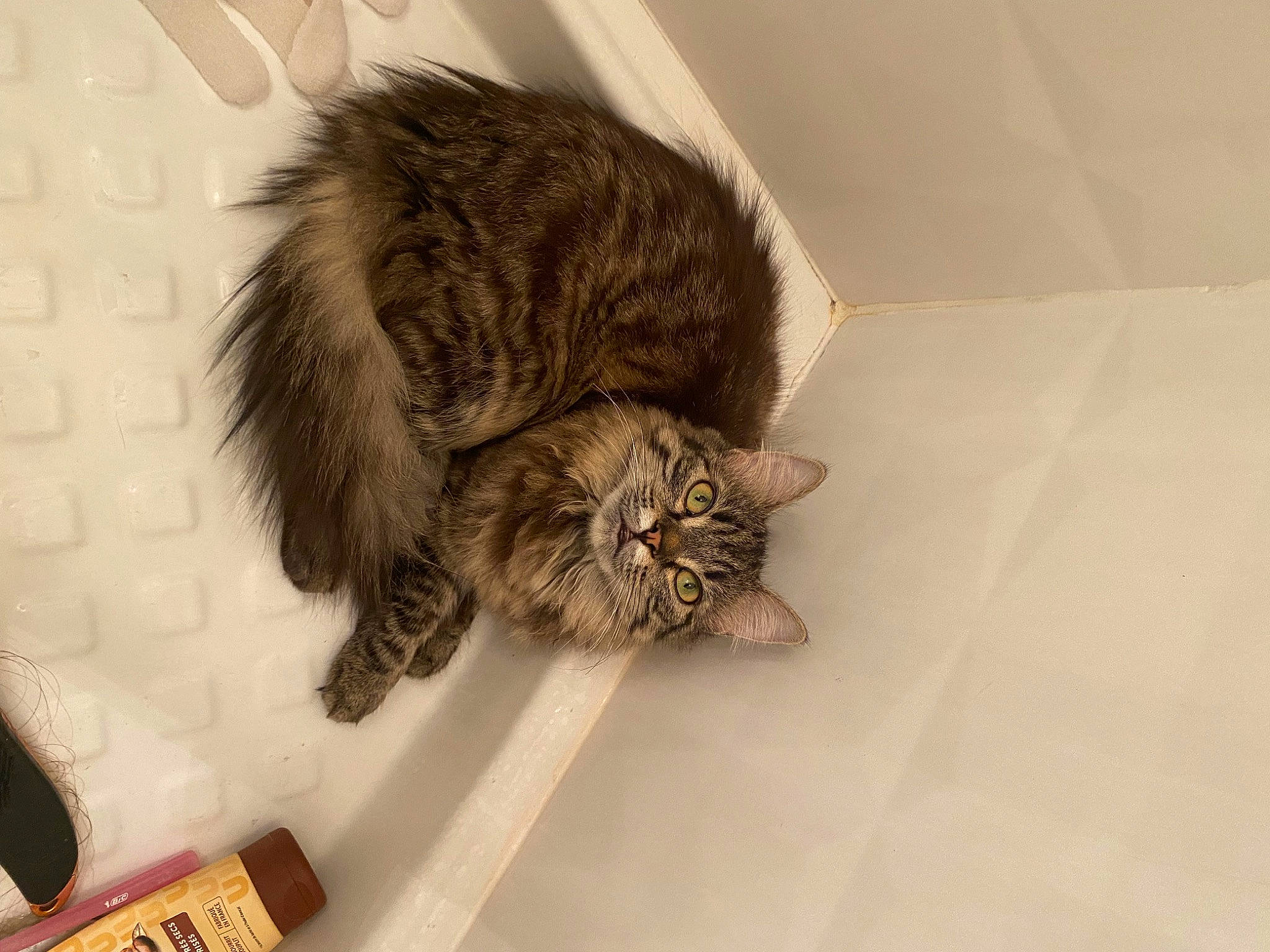 Cleo participe au concours pour gagner de l'argent avec cette photo : british_longhair, carnivore, cat, claw, comfort, domestic_short_haired_cat, felidae, flooring, fur, hardwood, human_leg, maine_coon, paw, small_to_medium_sized_cats, snout, tail, terrestrial_animal, vertebrate, whiskers, wood