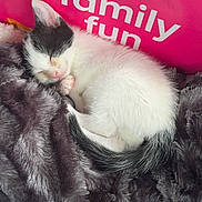 Flower is registered to the contest to win money with this photo: animal, black_and_white, blanket, box, cat, cozy, cute, family_fun, fur, furry, indoors, kitten, pet, pink, resting, sleeping, small, soft, text, young