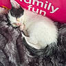animal, black_and_white, blanket, box, cat, cozy, cute, family_fun, fur, furry, indoors, kitten, pet, pink, resting, sleeping, small, soft, text, young