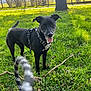 Millie participe au concours pour gagner de l'argent avec cette photo : dog, black_dog, grass, tree, stick, harness, outdoor, daylight, pet, canine, nature, excited, animal, fence, field, greenery, playful, tongue_out, leash, sunlight