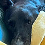 Millie participe au concours pour gagner de l'argent avec cette photo : dog, black_dog, sleeping, close_up, blanket, cozy, fur, pet, resting, indoors, comfortable, animal, snout, ears, soft_texture, relaxed, closeup, domestic_animal, napping, warm