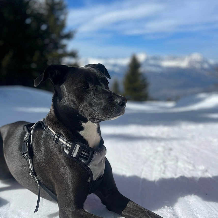 Millie a rejoint le concours — aidez-le/la à gagner de superbes lots ! animal, background, black_dog, canine, daytime, dog, harness, landscape, leash, mountains, nature, outdoor, pet, relaxed, scenery, sky, snow, sunlight, trees, winter