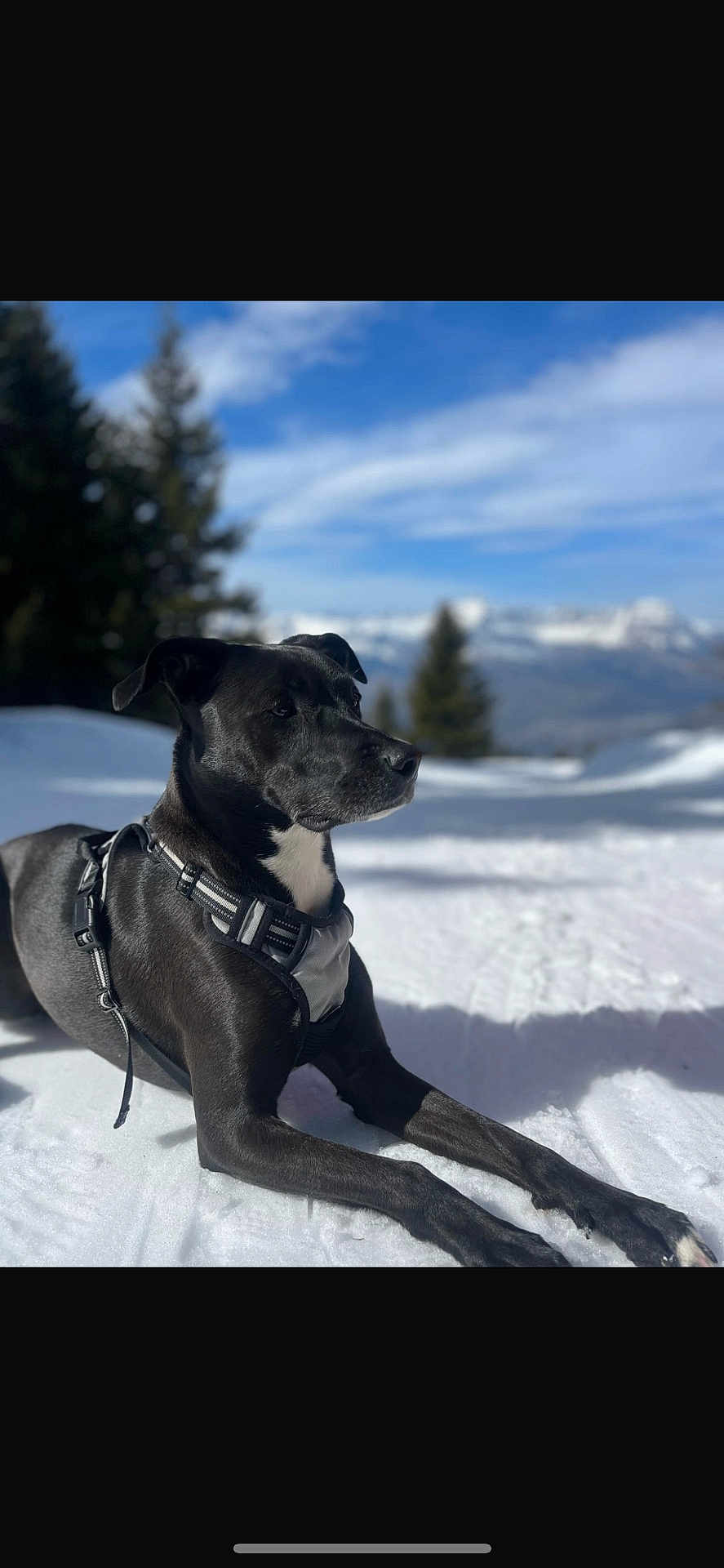 Millie a rejoint le concours — aidez-le/la à gagner de superbes lots ! dog, black_dog, snow, mountains, sky, trees, outdoor, nature, leash, harness, sunlight, winter, landscape, animal, pet, canine, scenery, relaxed, daytime, background