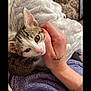 Nala a rejoint le concours — aidez-le/la à gagner de superbes lots ! kitten, cat, hand, tattoo, blanket, purple_hoodie, fur, cozy, cuddle, pet, animal, cute, indoor, soft_texture, relaxing, tabby, resting, human_hand, comfort, closeup