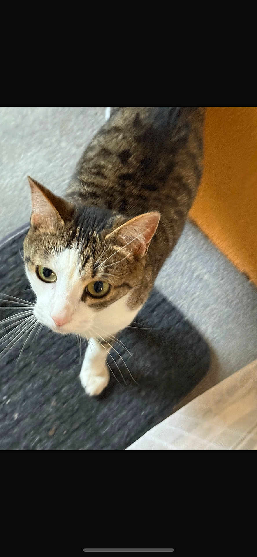 Nala participe au concours pour gagner de l'argent avec cette photo : cat, tabby, white_markings, pet, animal, curious, looking_up, whiskers, indoor, mat, floor, feline, domestic_cat, ears, eyes, closeup, walking, fur, portrait, home