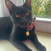 Penelope is registered to the contest to win money with this photo: black_cat, cat, pet, animal, window, windowsill, bow, collar, charm, amber_eyes, indoor, fur, whiskers, relaxed, cute, closeup, portrait, domestic_cat, house, daylight