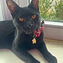 black_cat, cat, pet, animal, window, windowsill, bow, collar, charm, amber_eyes, indoor, fur, whiskers, relaxed, cute, closeup, portrait, domestic_cat, house, daylight