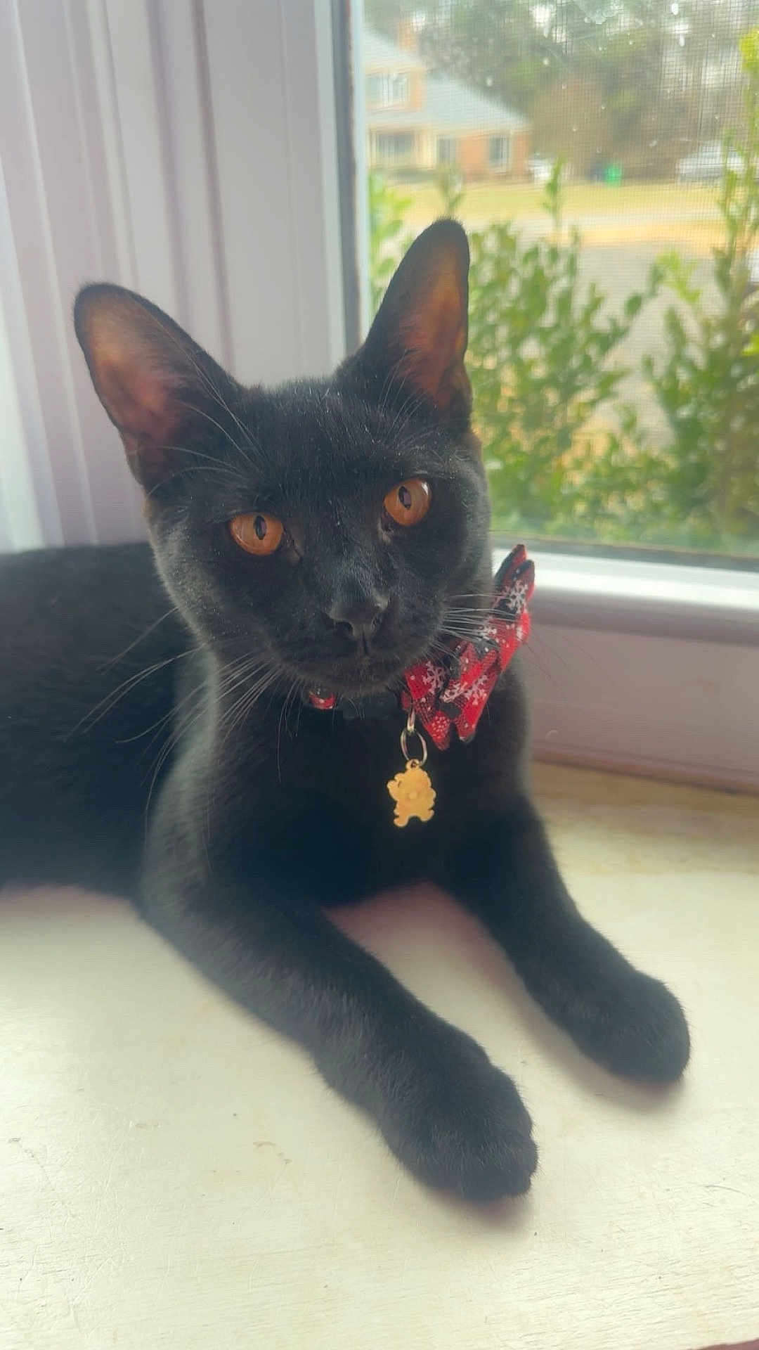 Penelope is registered to the contest to win money with this photo: black_cat, cat, pet, animal, window, windowsill, bow, collar, charm, amber_eyes, indoor, fur, whiskers, relaxed, cute, closeup, portrait, domestic_cat, house, daylight