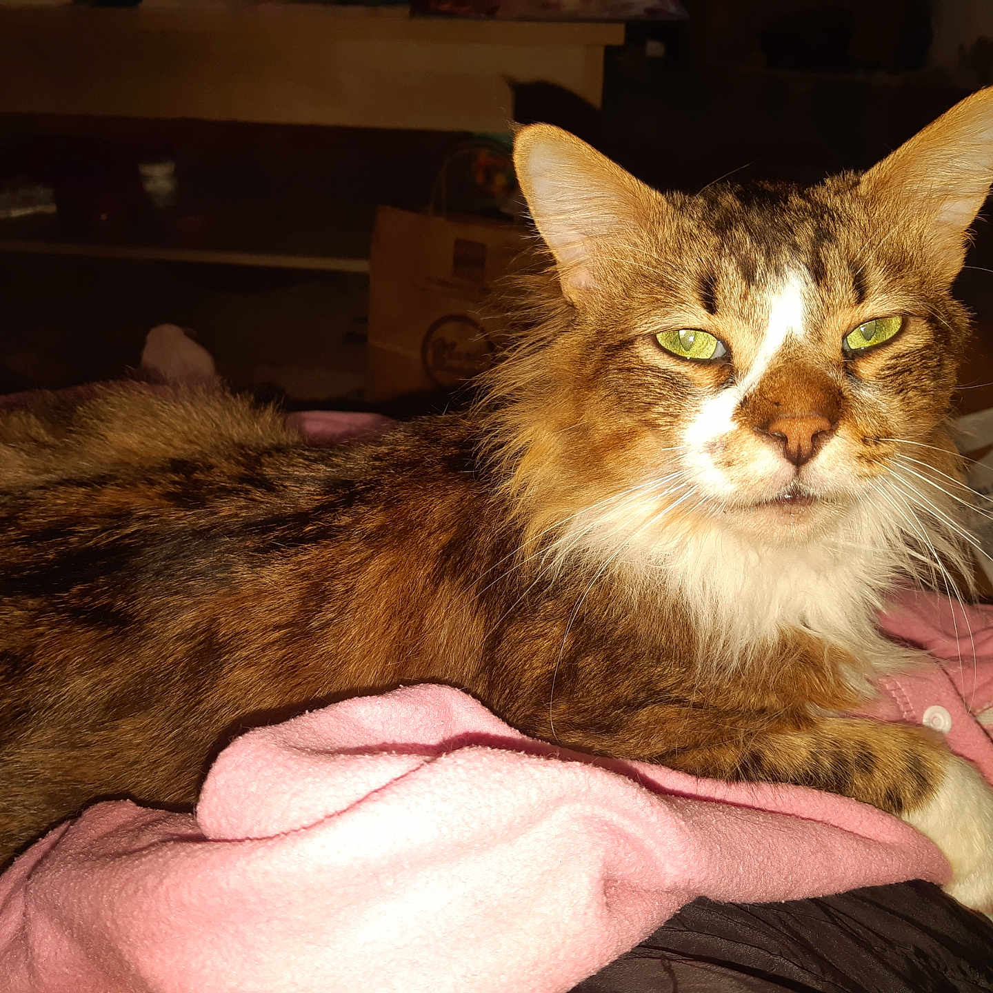 Bébé participe au concours pour gagner de l'argent avec cette photo : abyssinian, accessories, animal, bag, bed, blanket, cat, closet, couch, cupboard, furniture, handbag, kitten, laundry, manx, pet, shelf, siamese, towel, wood