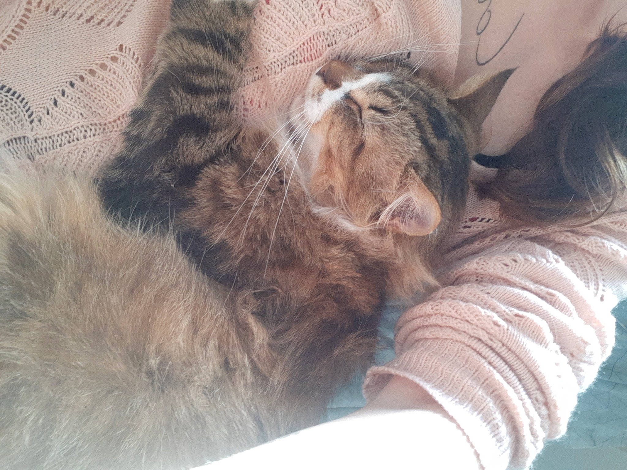 Bébé a rejoint le concours — aidez-le/la à gagner de superbes lots ! bed, carnivore, cat, claw, comfort, domestic_short_haired_cat, fawn, felidae, foot, fur, human_leg, leg, nail, nap, paw, sleep, small_to_medium_sized_cats, snout, tail, whiskers