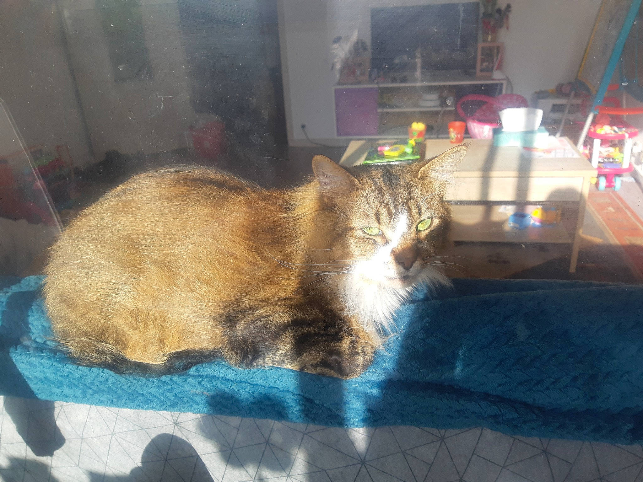 Bébé participe au concours pour gagner de l'argent avec cette photo : automotive_exterior, automotive_lighting, carnivore, cat, claw, comfort, domestic_short_haired_cat, fawn, felidae, fur, glass, linens, nap, plant, sitting, sleep, small_to_medium_sized_cats, tail, whiskers, window