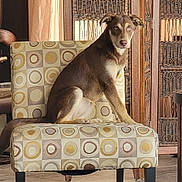 Chica is registered to the contest to win money with this photo: animal, brown_dog, calm, chair, cozy, curtain, decor, dog, floor, furniture, home, indoor, light_eyes, natural_light, patterned_chair, pet, portrait, relaxed, sitting, wood