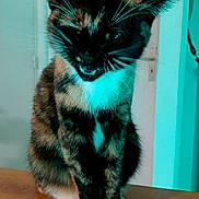 Pims a rejoint le concours — aidez-le/la à gagner de superbes lots ! cat, close_up, door, ears, eyes, feline, fur, indoor, open_mouth, pet, portrait, shadow, sitting, tabby_pattern, teal_lighting, teeth, tortoiseshell_cat, whiskers, white_paws, wooden_surface